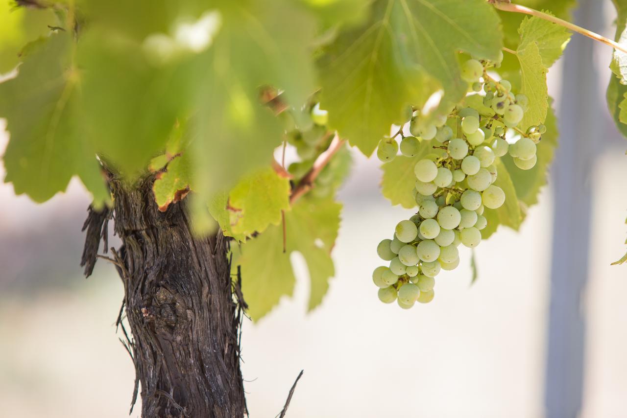 Petersons Armidale Winery And Guesthouse Екстер'єр фото